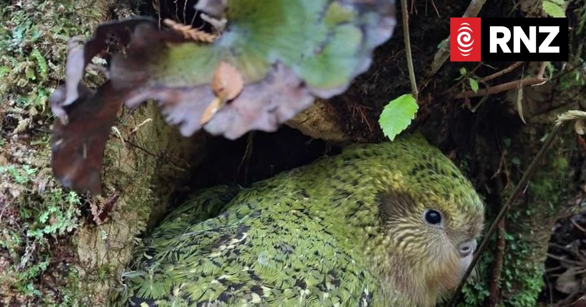 Kākāpō Vaccination: A World-First Race Against Bird Flu