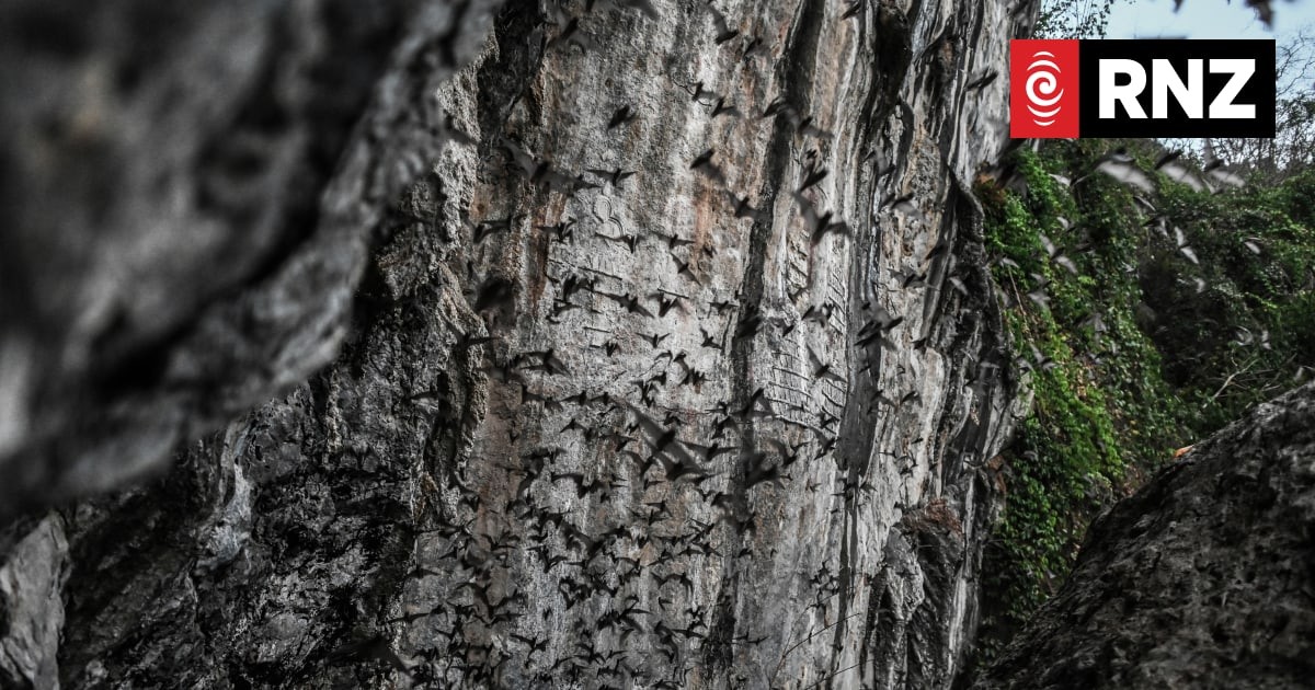 Bats' 65-million-year origin story rewritten: Europe, not the tropics, was their first home