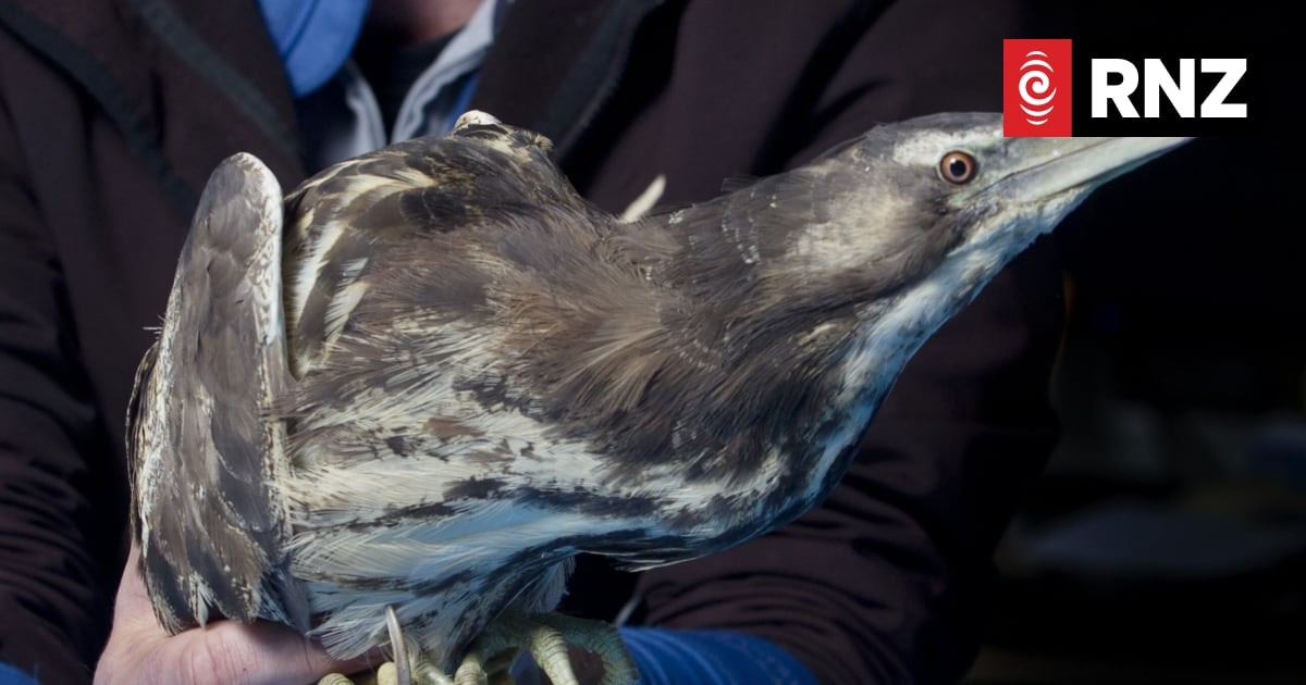 Back the bittern: Can New Zealand's shyest wetland bird win Bird of the Year?