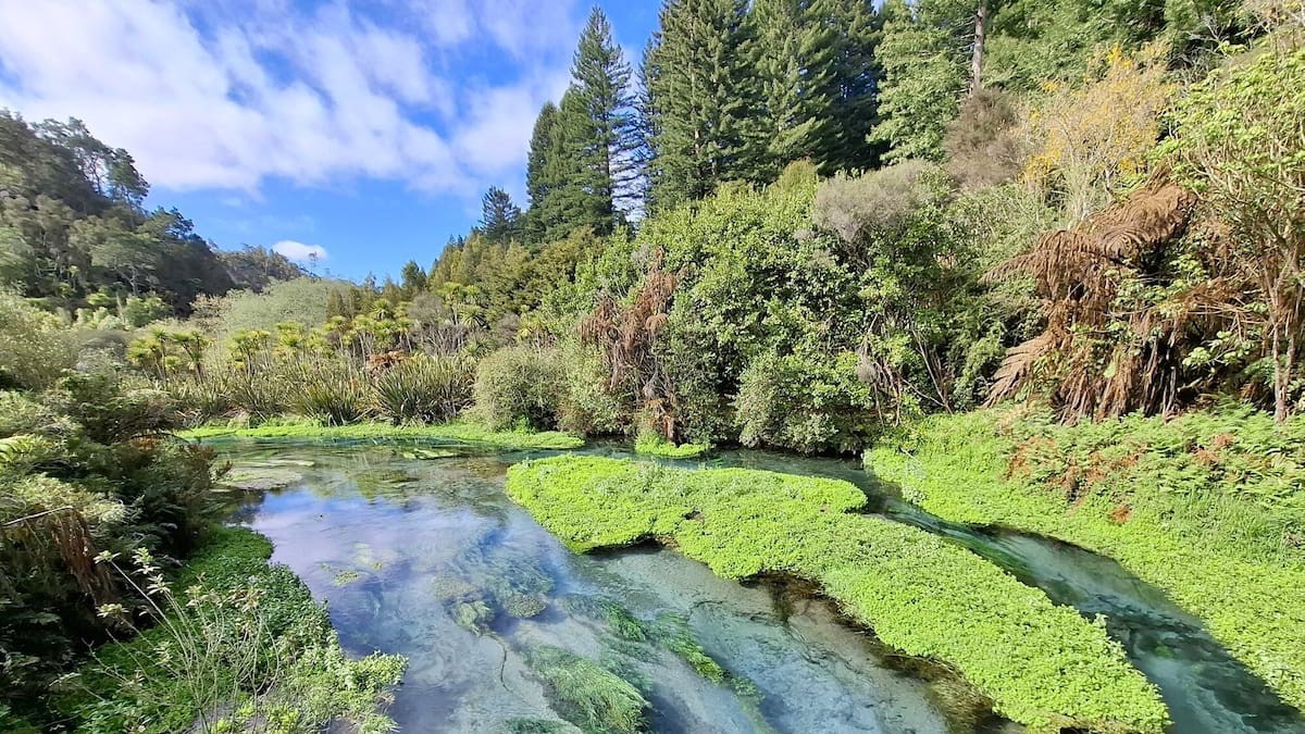 Blue Spring Te Waihou: Council Asks Visitors to Stay Away as Costs Pile Up