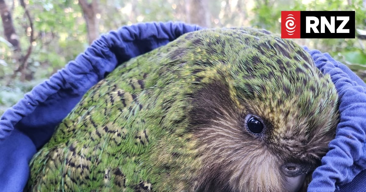 Two more kākāpō and 122 giant wētā land at Sanctuary Mountain Maungatautari